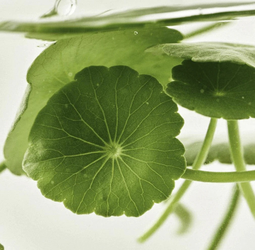 Light On Serum  Centella + Vita C - Beauty of Joseon